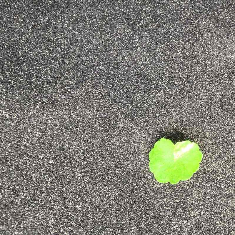 Carvão ativado com casca de coco para armazenamento de energia